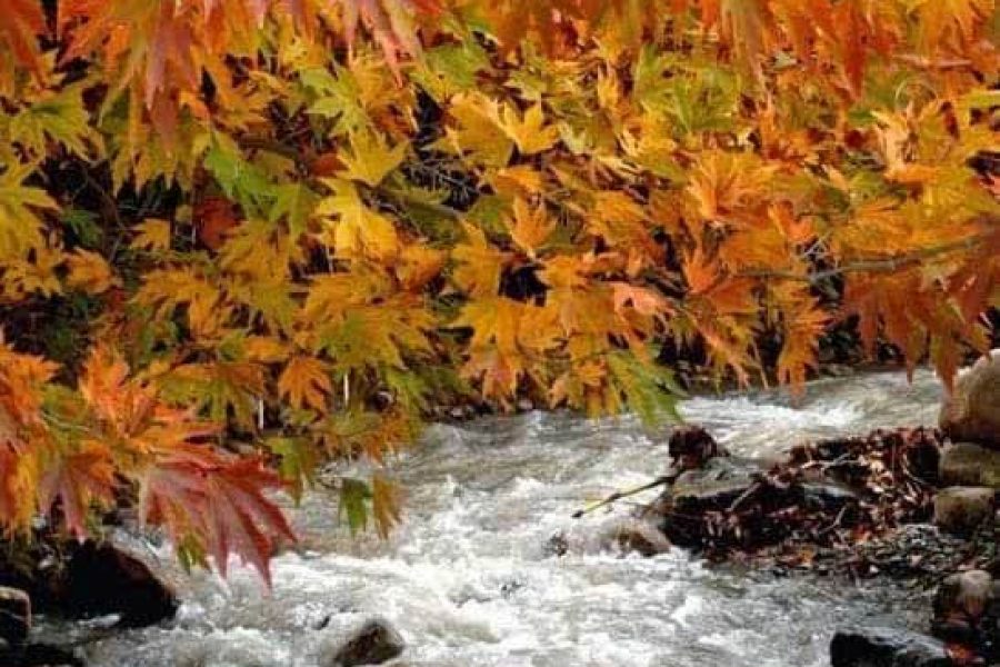 تور پاییزی گردوکنک